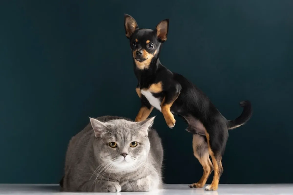 Cachorro e gato juntos representando assistência PET